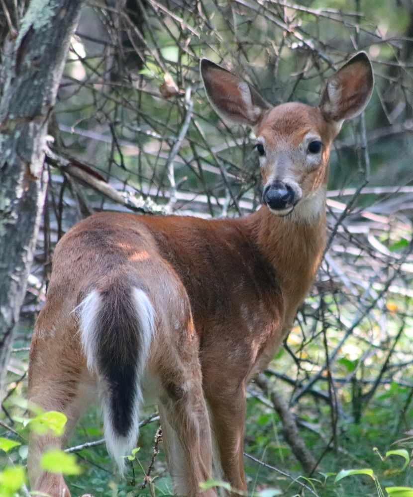 Camping Life Gallery - White Tailed Deer