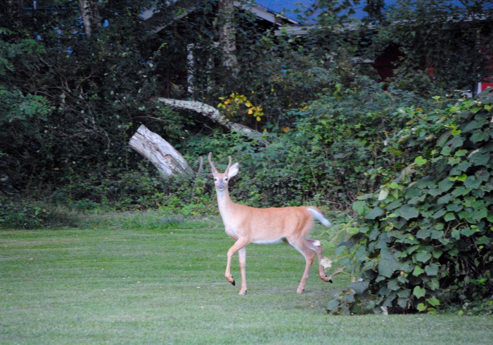 Camper's Candids - Photo 044