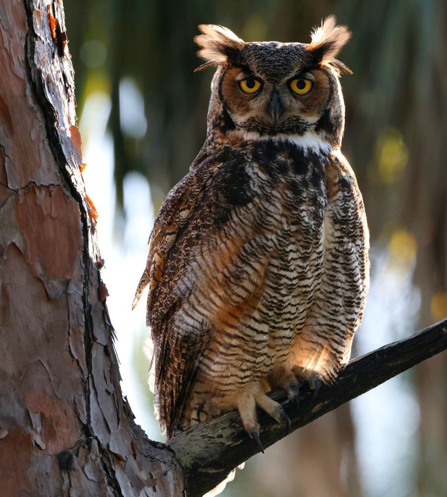 Camping Life Gallery - Great Horned Owl
