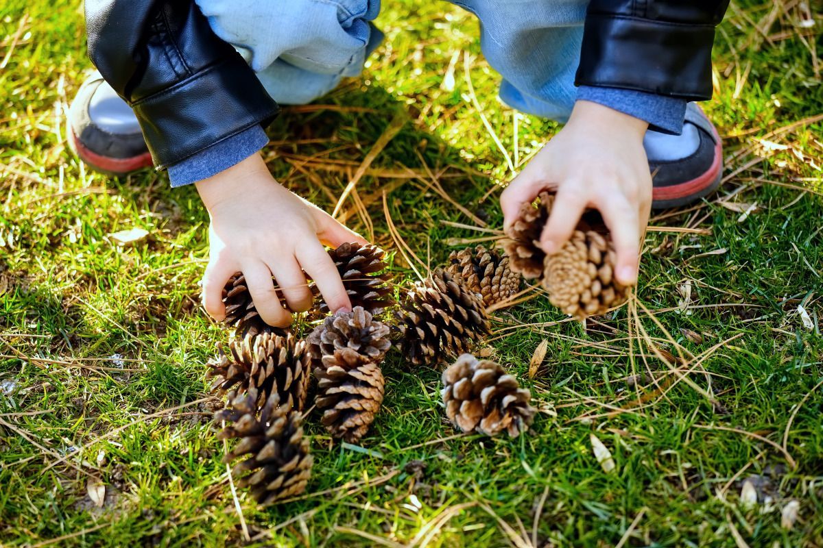 Camping Life Gallery - Picking Pinecones