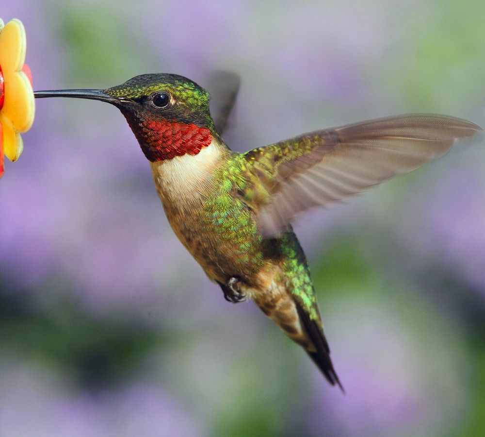 Camping Life Gallery - Ruby Throated Hummingbird