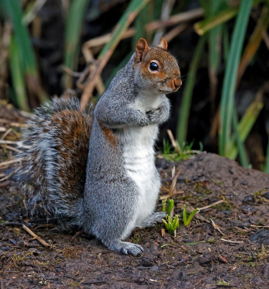 Camping Life Gallery - A Gray Squirrel