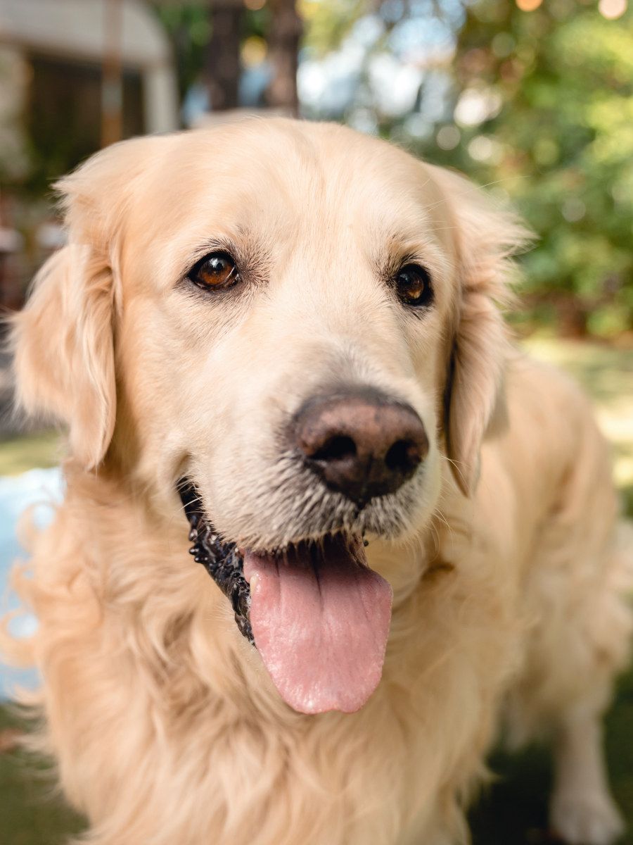 Camping Life Gallery - My Best Friend