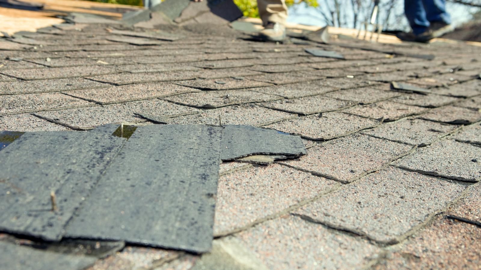 Damaged roof shingles with a loose gray shingle in the foreground