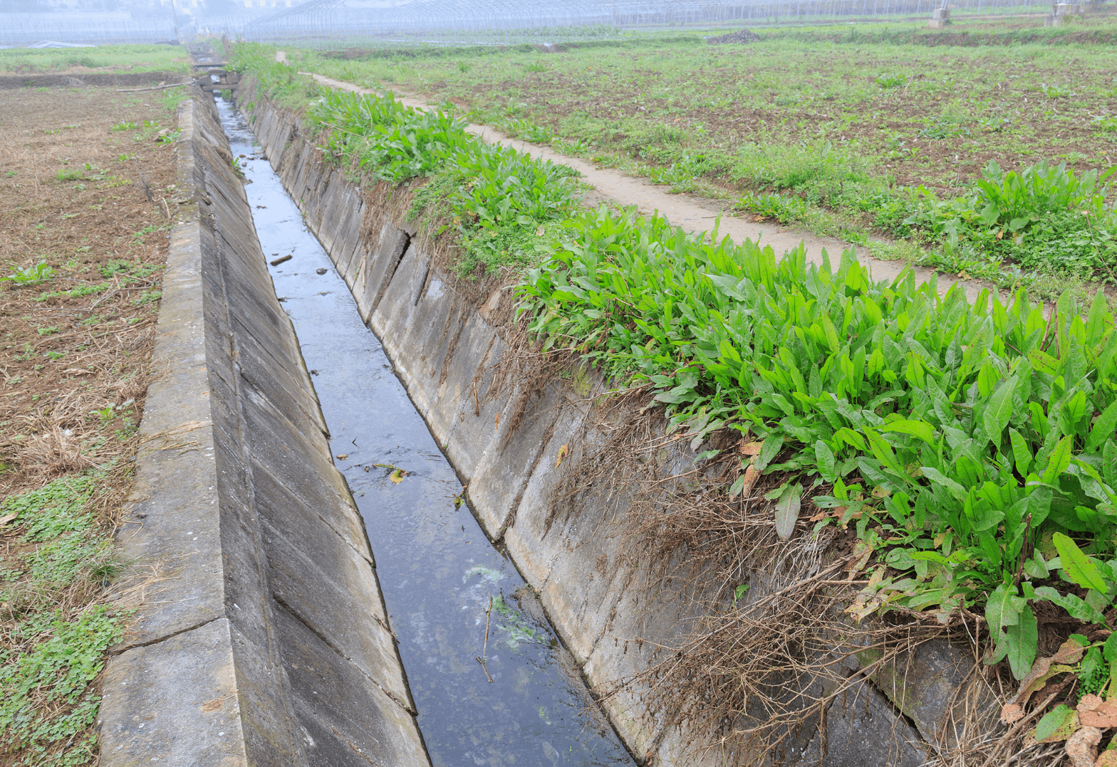 concrete swale with plants