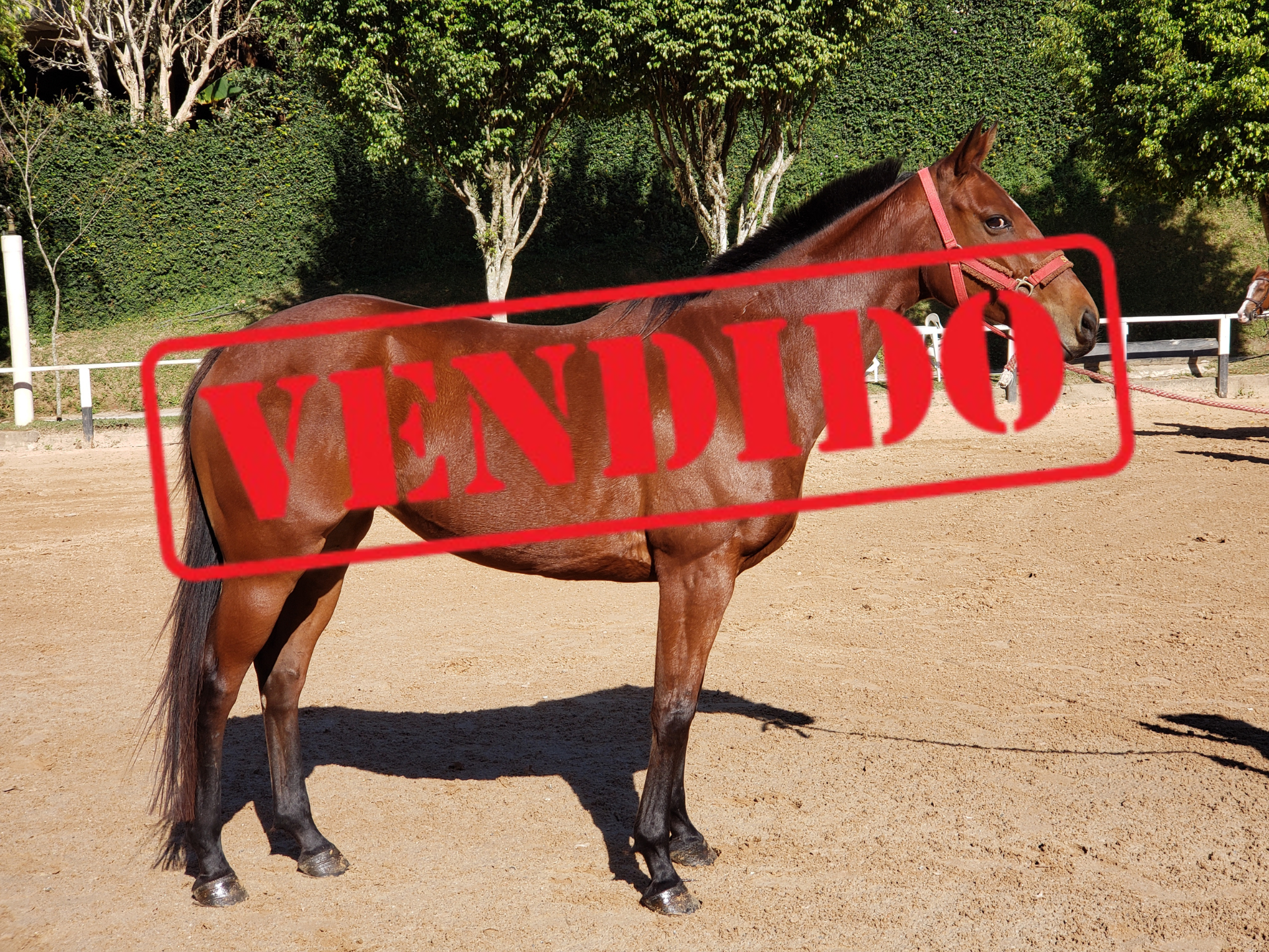 Égua a venda Flor MME
