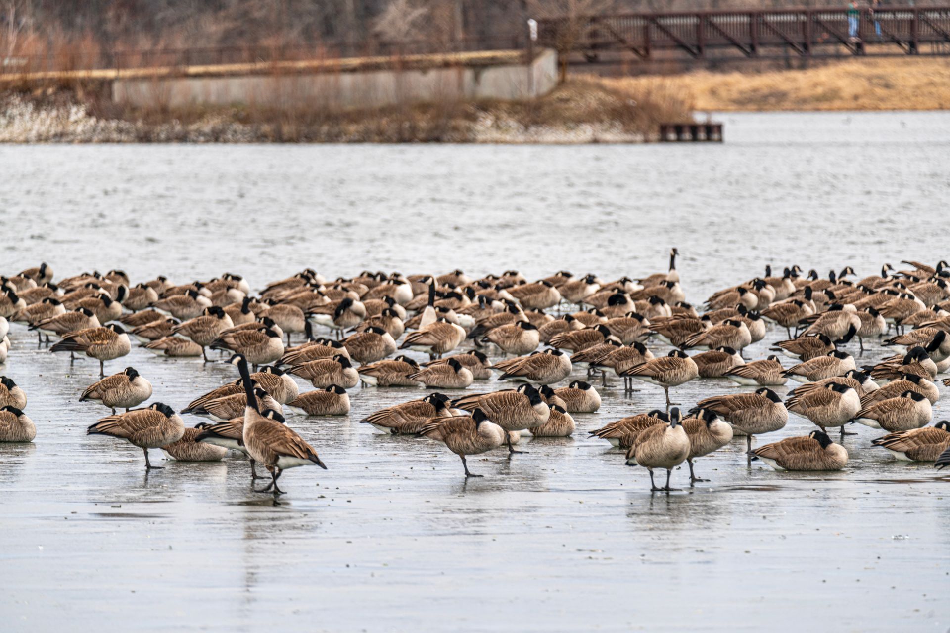 A large flock of Canada geese stands on a partially frozen, light-colored lake in front of a distant bridge.