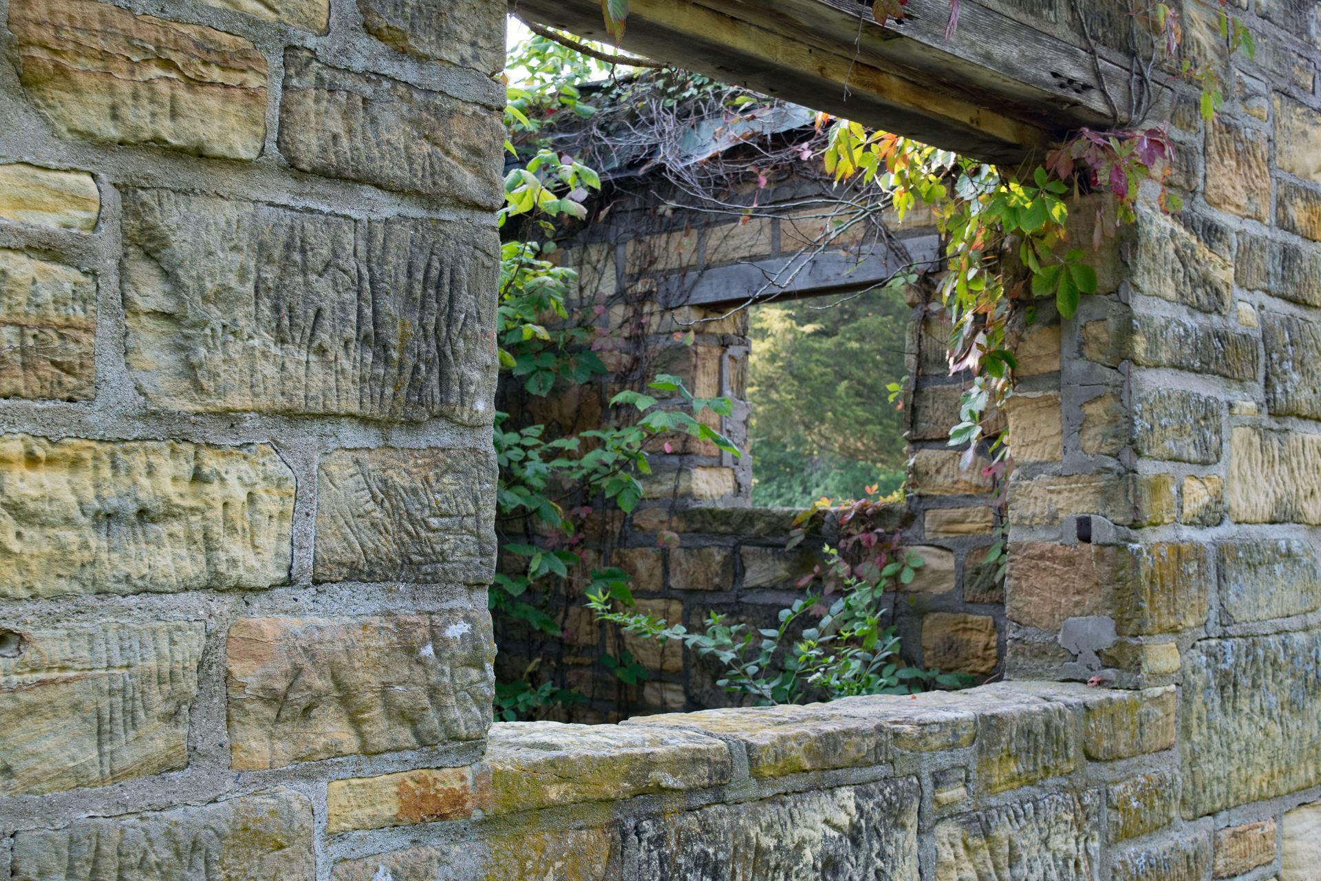 A stone wall ruin with empty window frames and overgrown green plants growing through the openings.