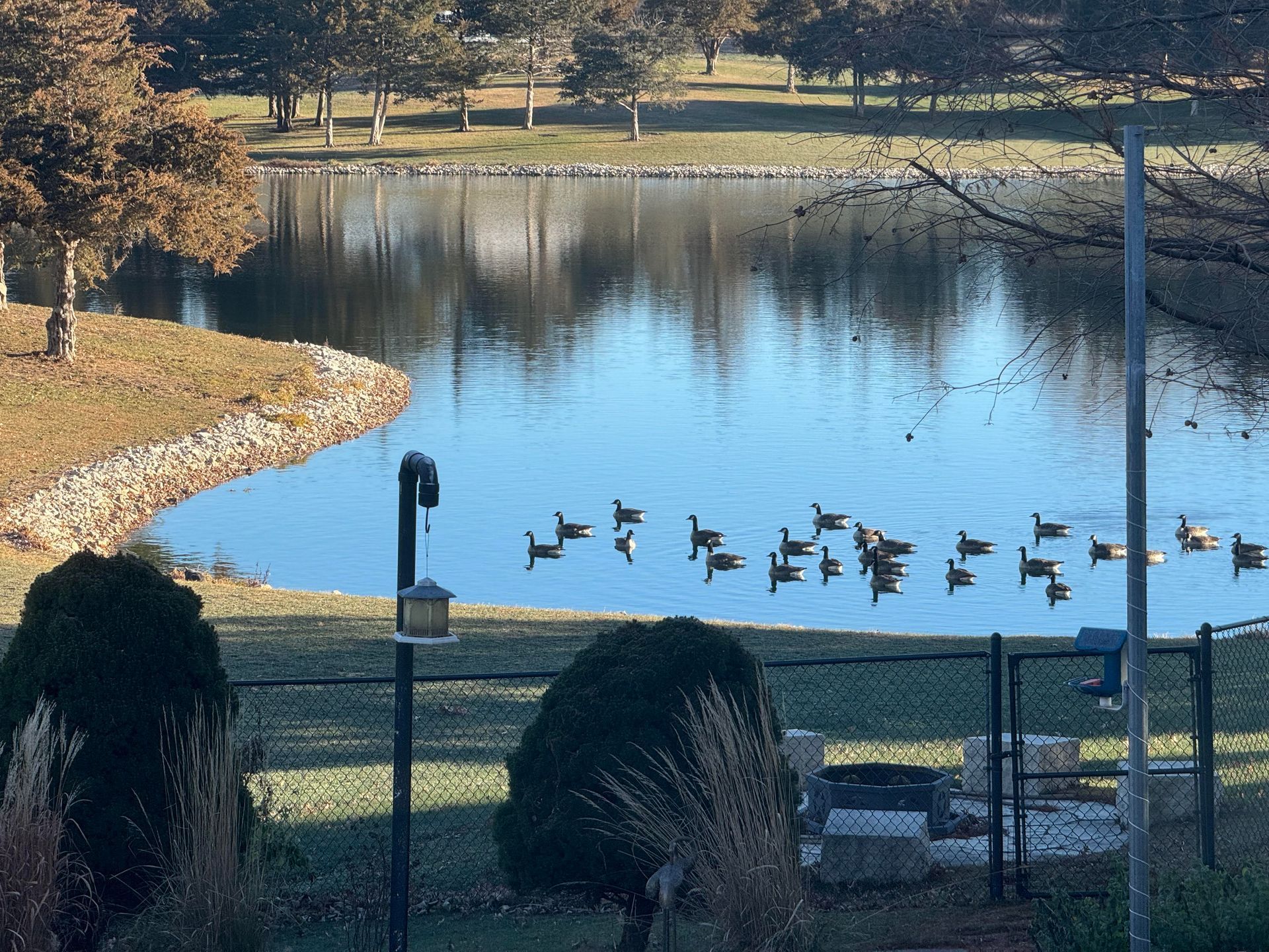 A flock of geese swims in a calm pond, viewed from above a grassy slope with trees and a fenced area.