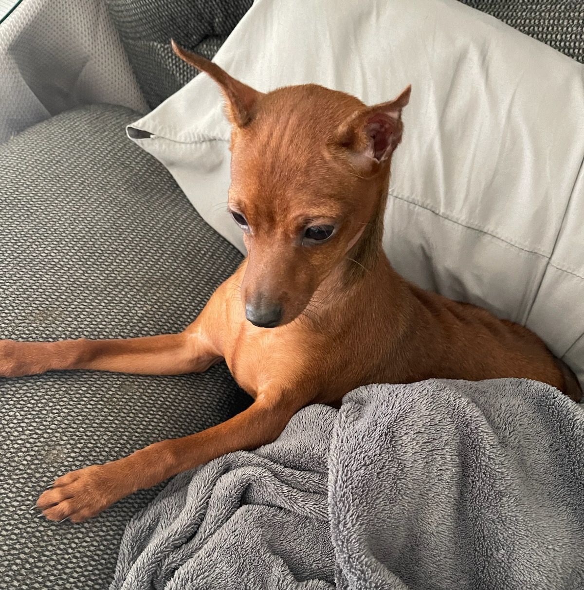 A small brown dog is laying on a couch next to a pillow