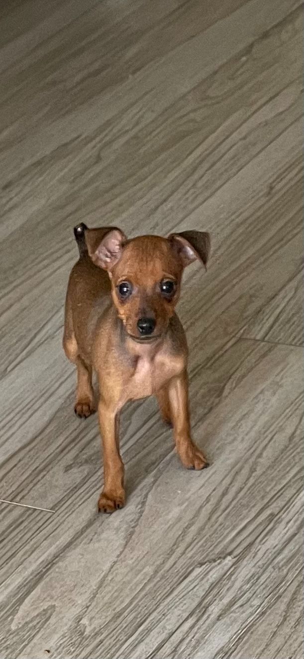 A small brown puppy is standing on a wooden floor.