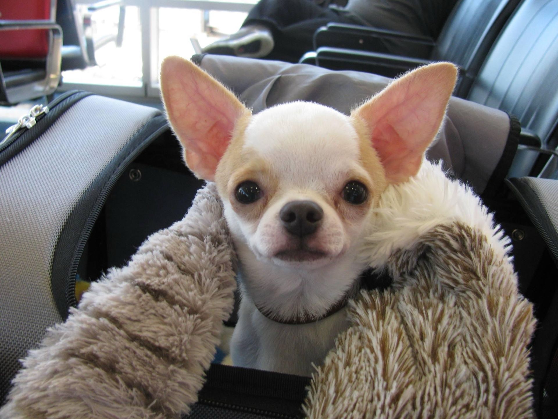 A small chihuahua is sitting in a bag and looking at the camera