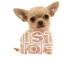 Misty Morn Chihuahuas Logo