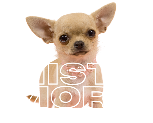 Misty Morn Chihuahuas Logo