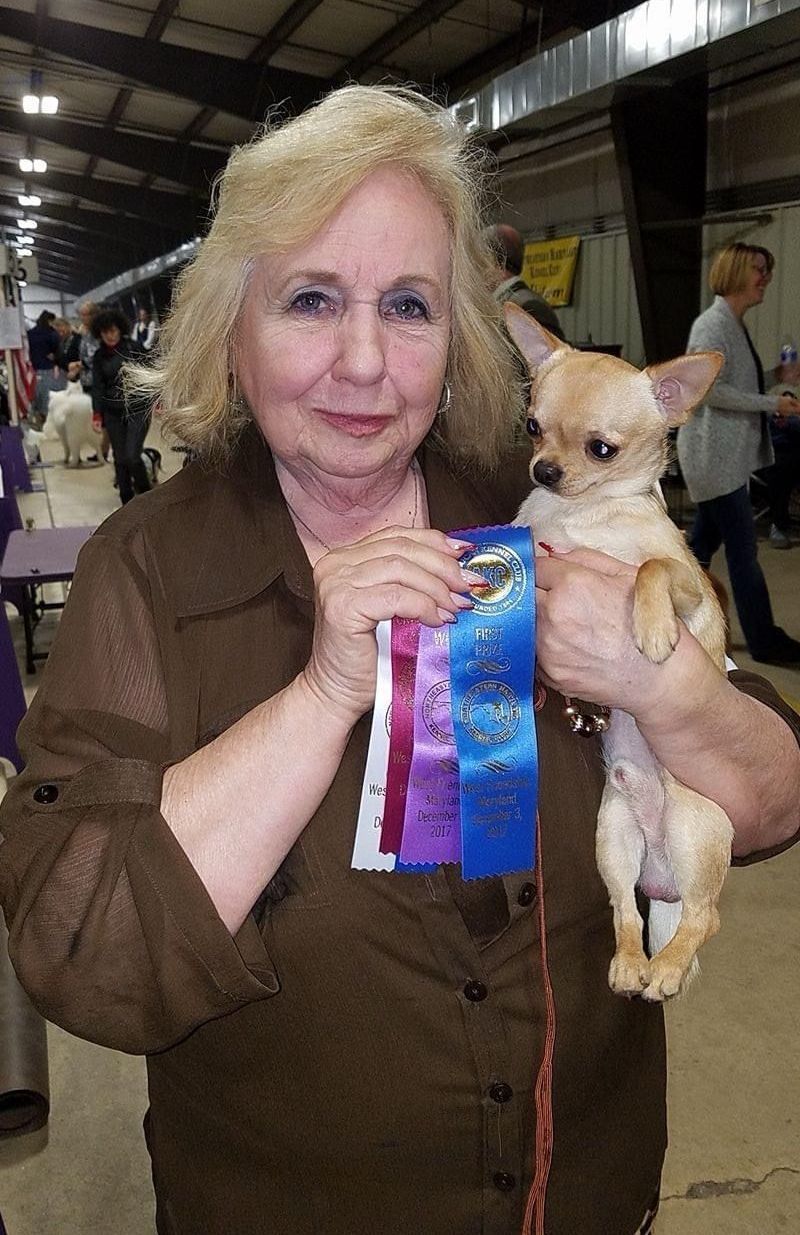 A woman is holding a small dog and holding a ribbon.