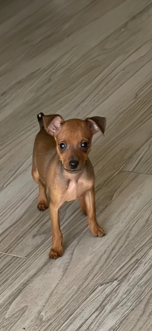 A small brown puppy is standing on a wooden floor.