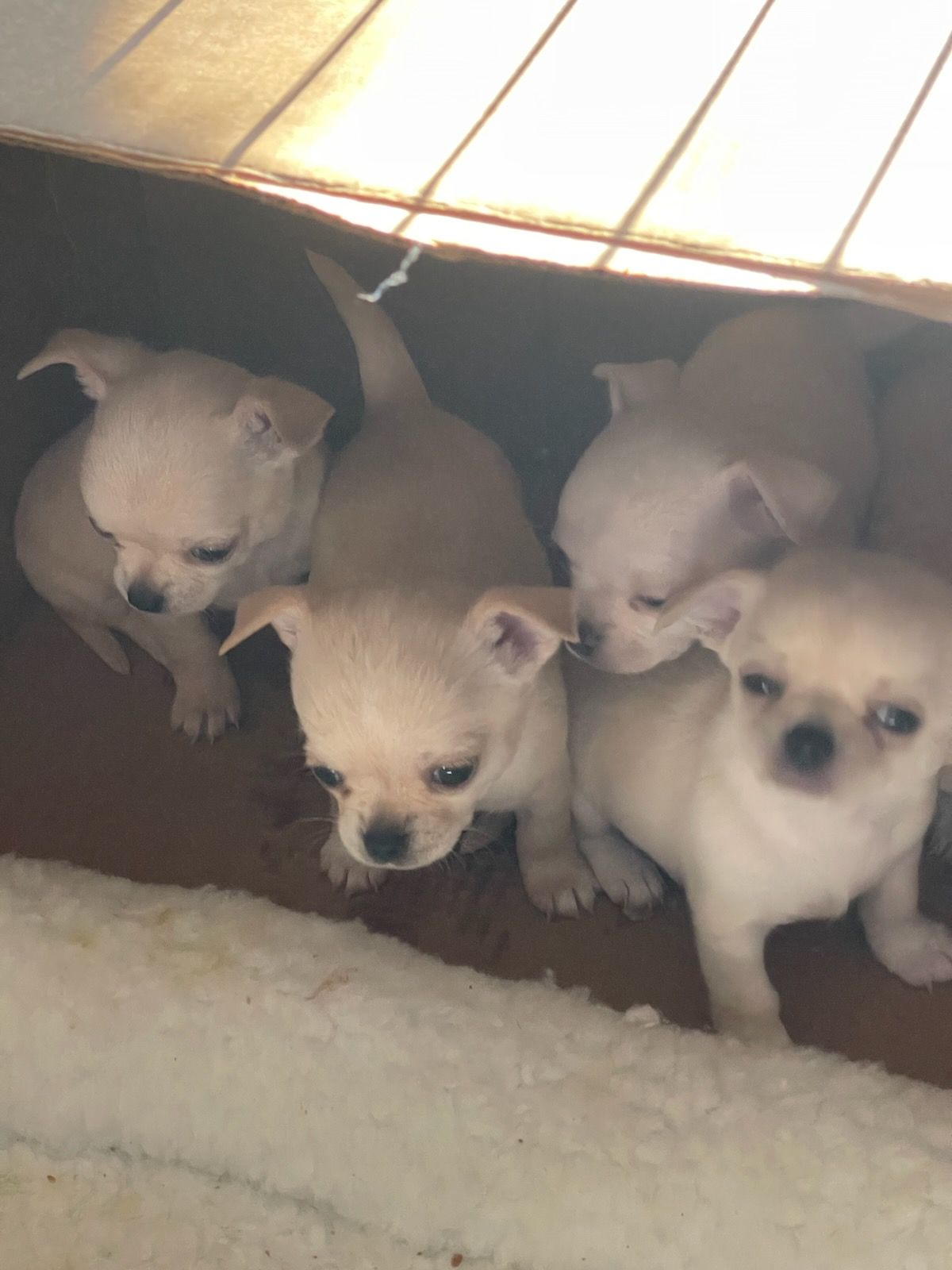A group of chihuahua puppies are sitting in a box