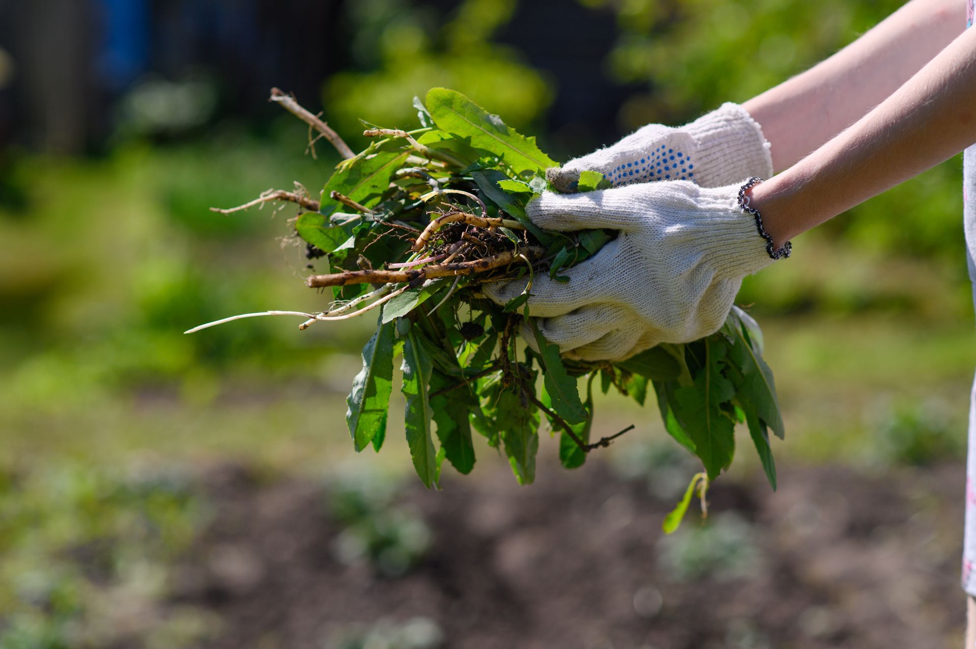 Person wearing gloves holding a handful of weeds and roots, in a garden