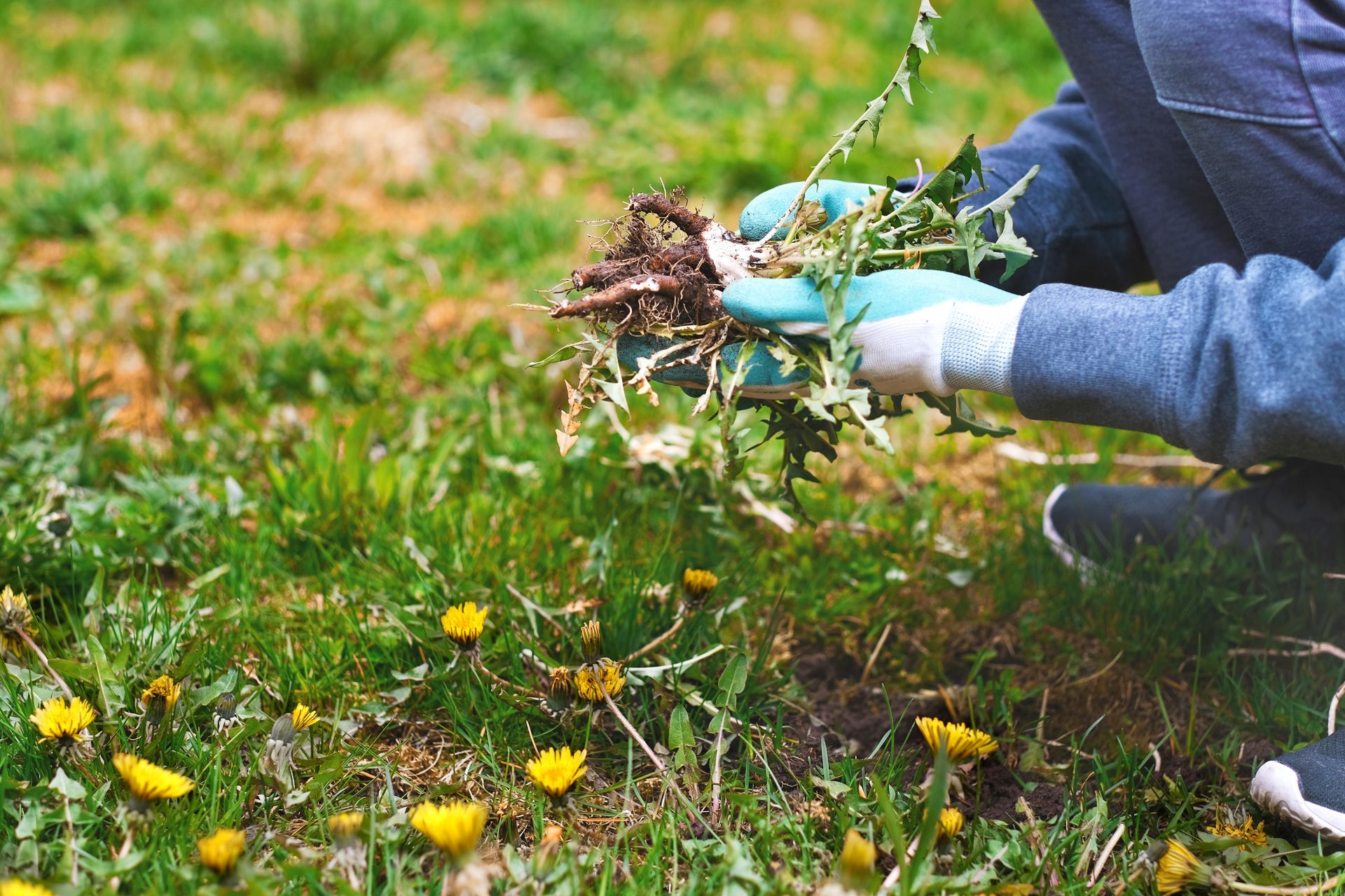 Person in blue sweater and gloves pulling weeds from a grassy area with yellow flowers