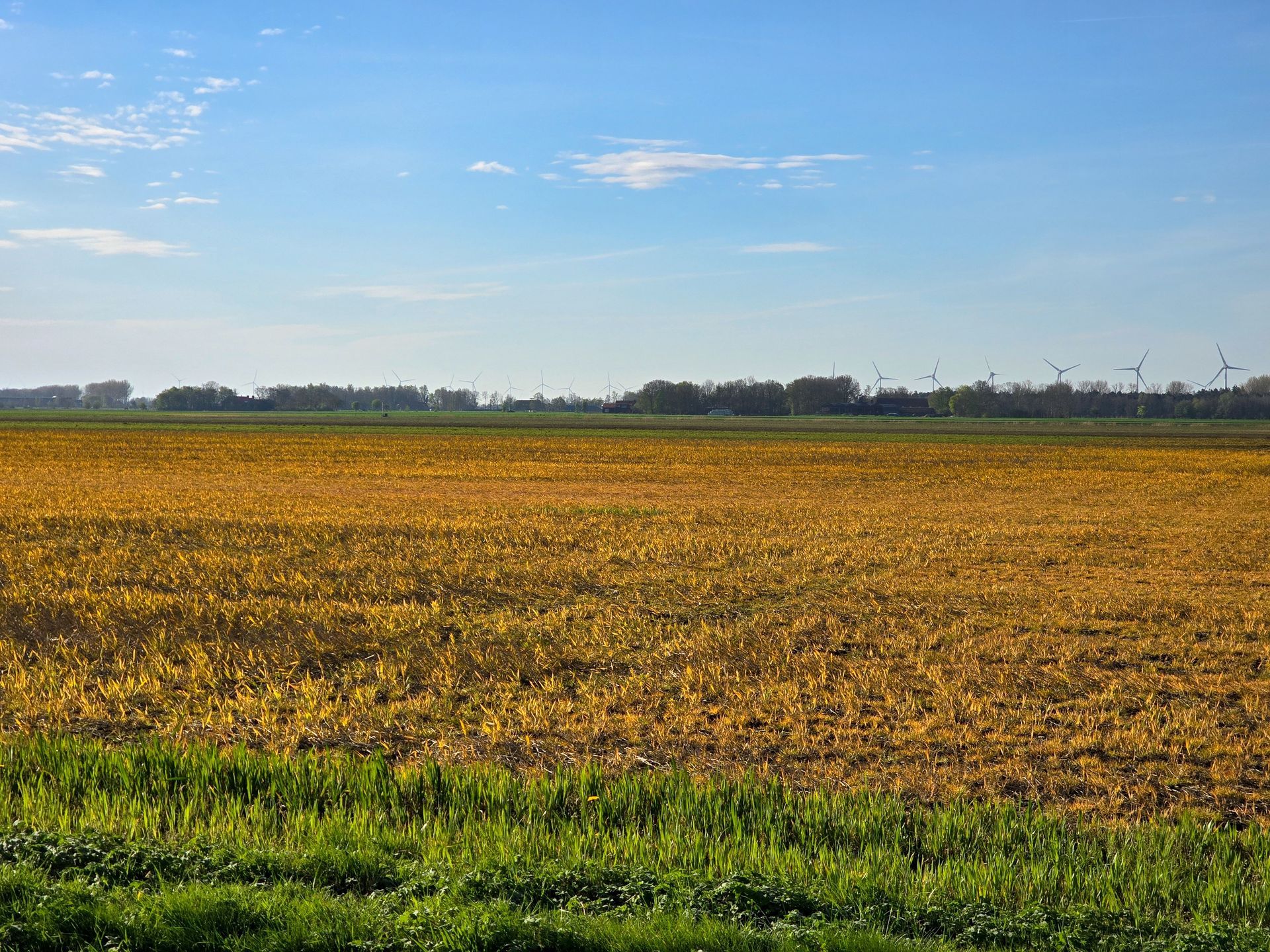 Yellow field under a blue sky