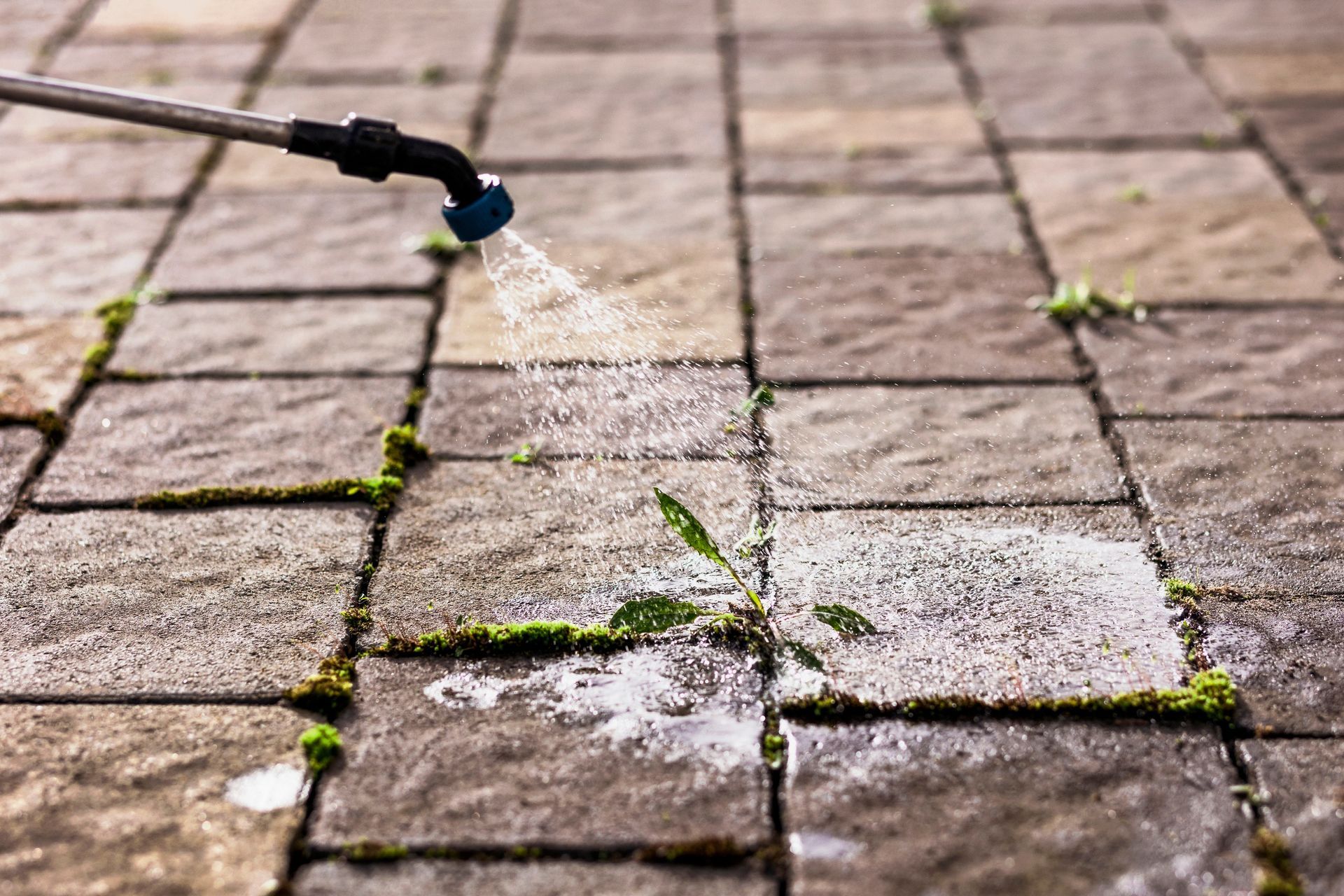 Weed being sprayed on brick patio with a sprayer wand