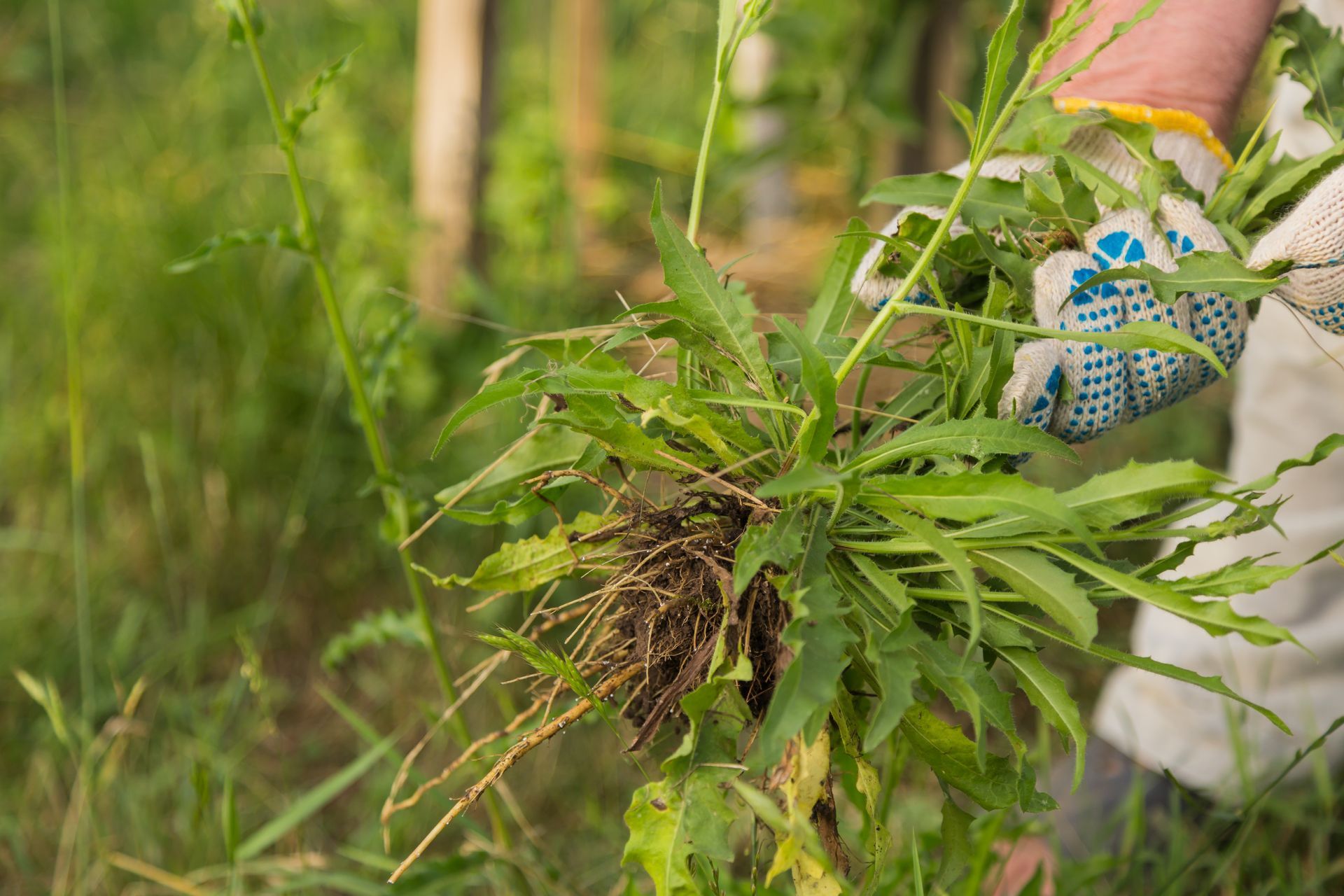 Person wearing gloves holding weeds 
