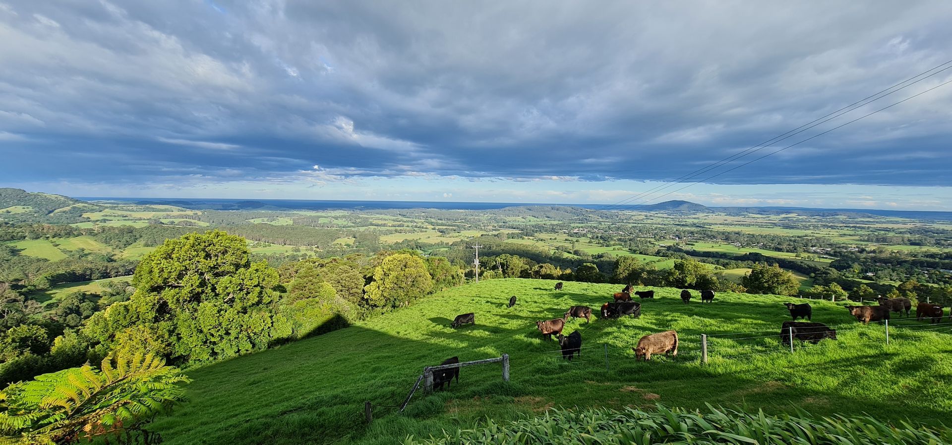 Rolling Green Hills With Grazing Cattle Under a Cloudy Sky — FAW Electrical in Berry, NSW