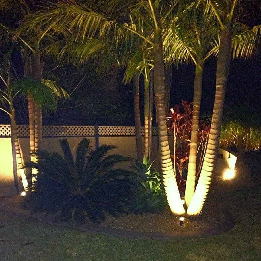 Palm Trees Illuminated at Night, in Front of a White Fence — FAW Electrical in Berry, NSW