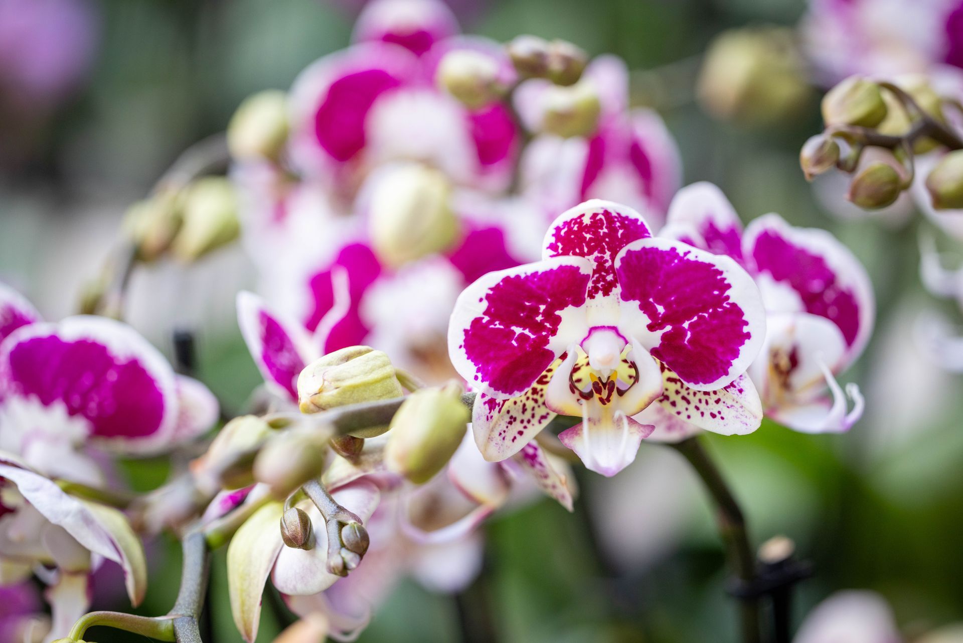 A cluster of vibrant magenta and white phalaenopsis orchids with unopened buds on a soft, out-of-focus background.