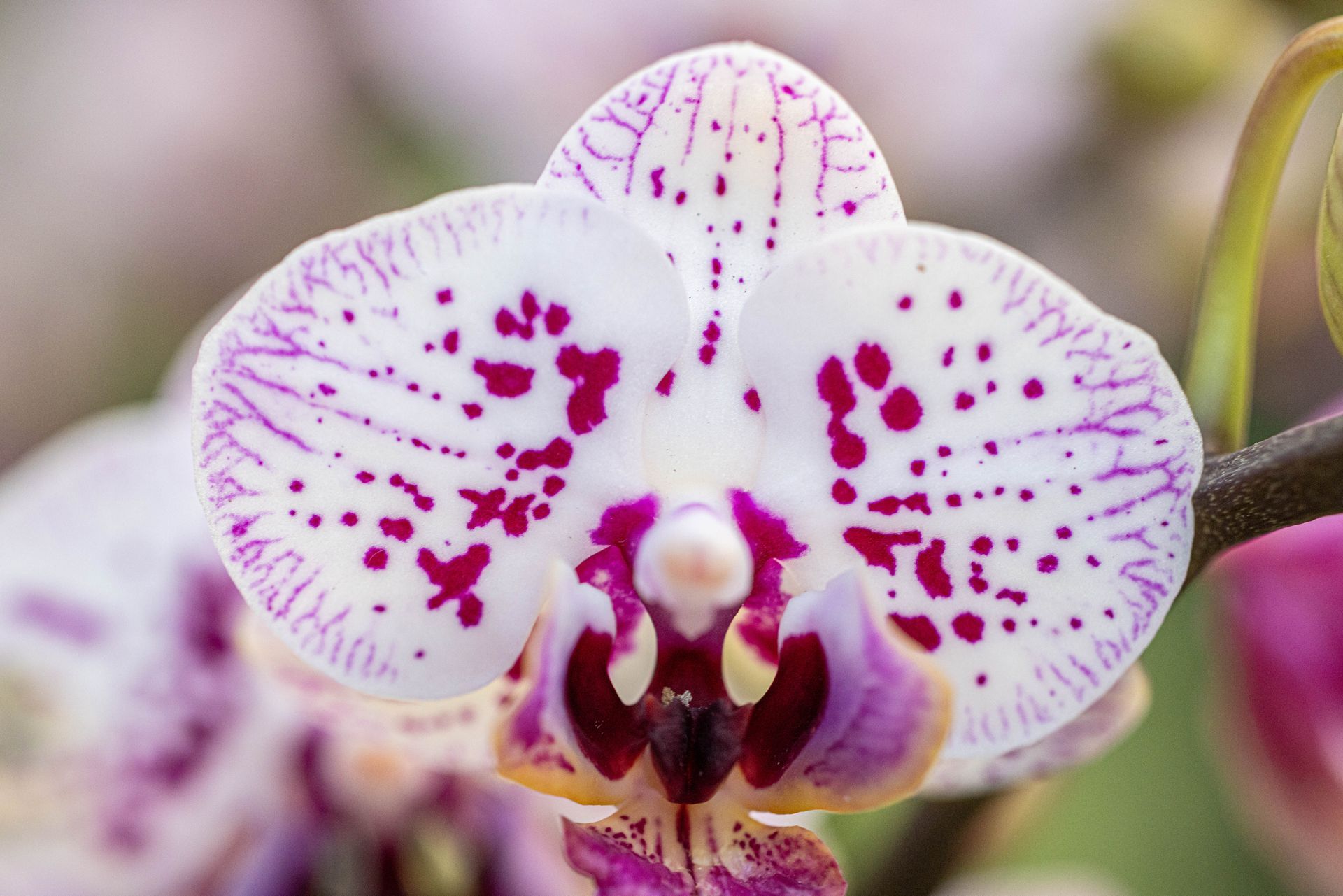 A close-up of a white orchid with magenta spots, fine purple veining on its petals, and a vibrant purple-and-yellow center.