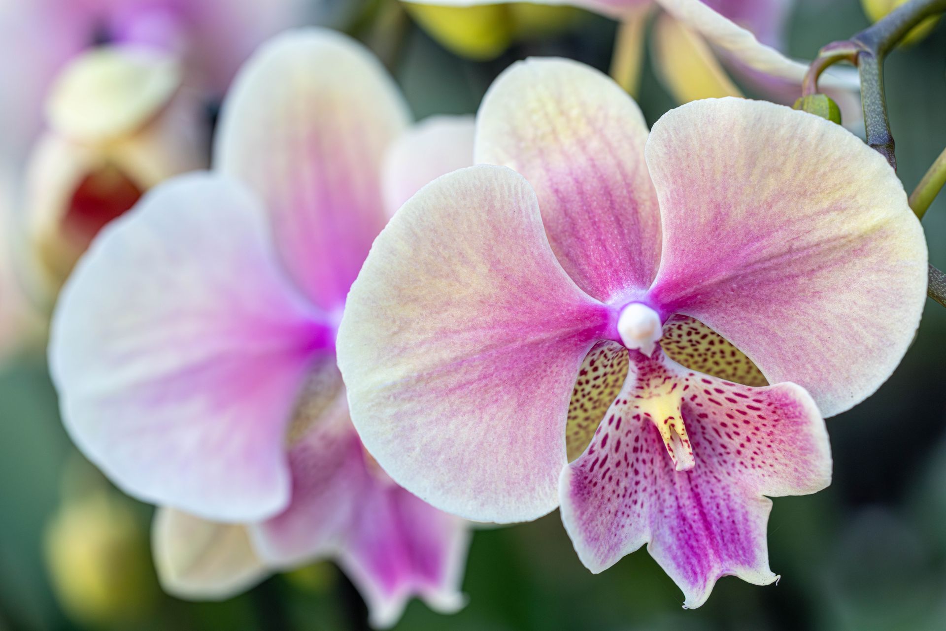Two delicate Phalaenopsis orchids with soft pink, white, and yellow petals against a soft, blurred green background.