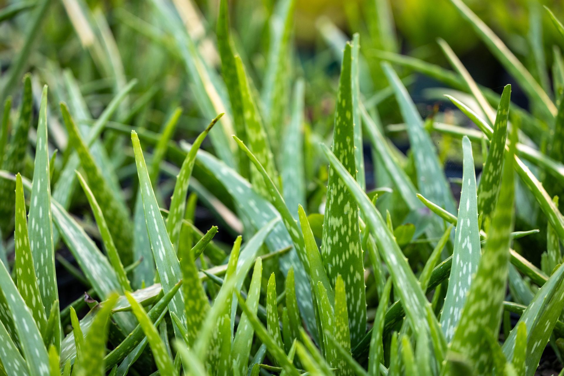 A cluster of green, spotted aloe vera plants growing closely together.