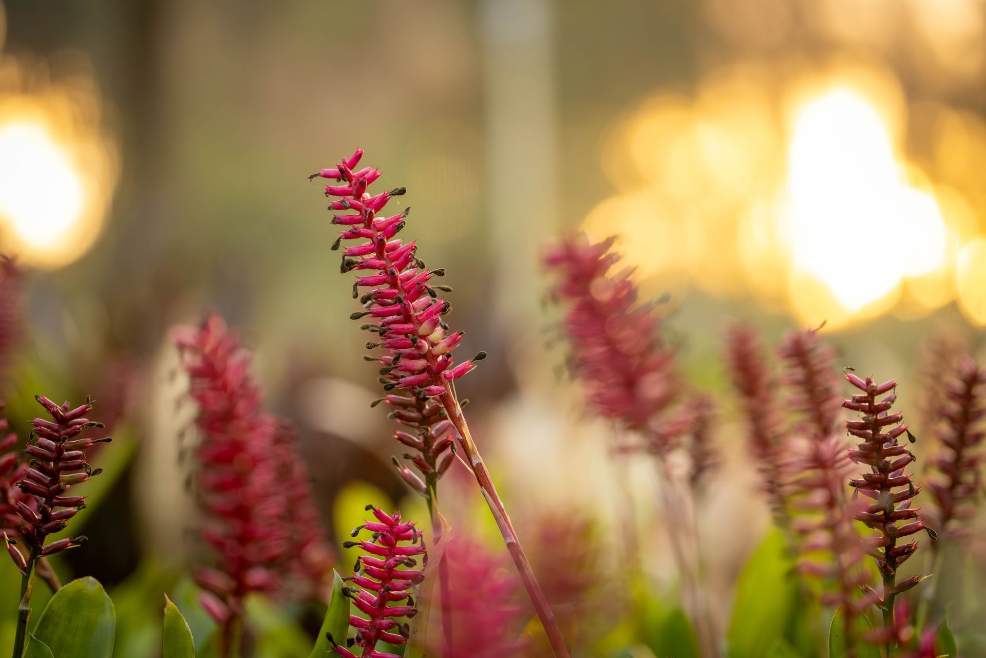 A close-up of vibrant pink, spike-shaped flowers set against a soft, golden, out-of-focus background.