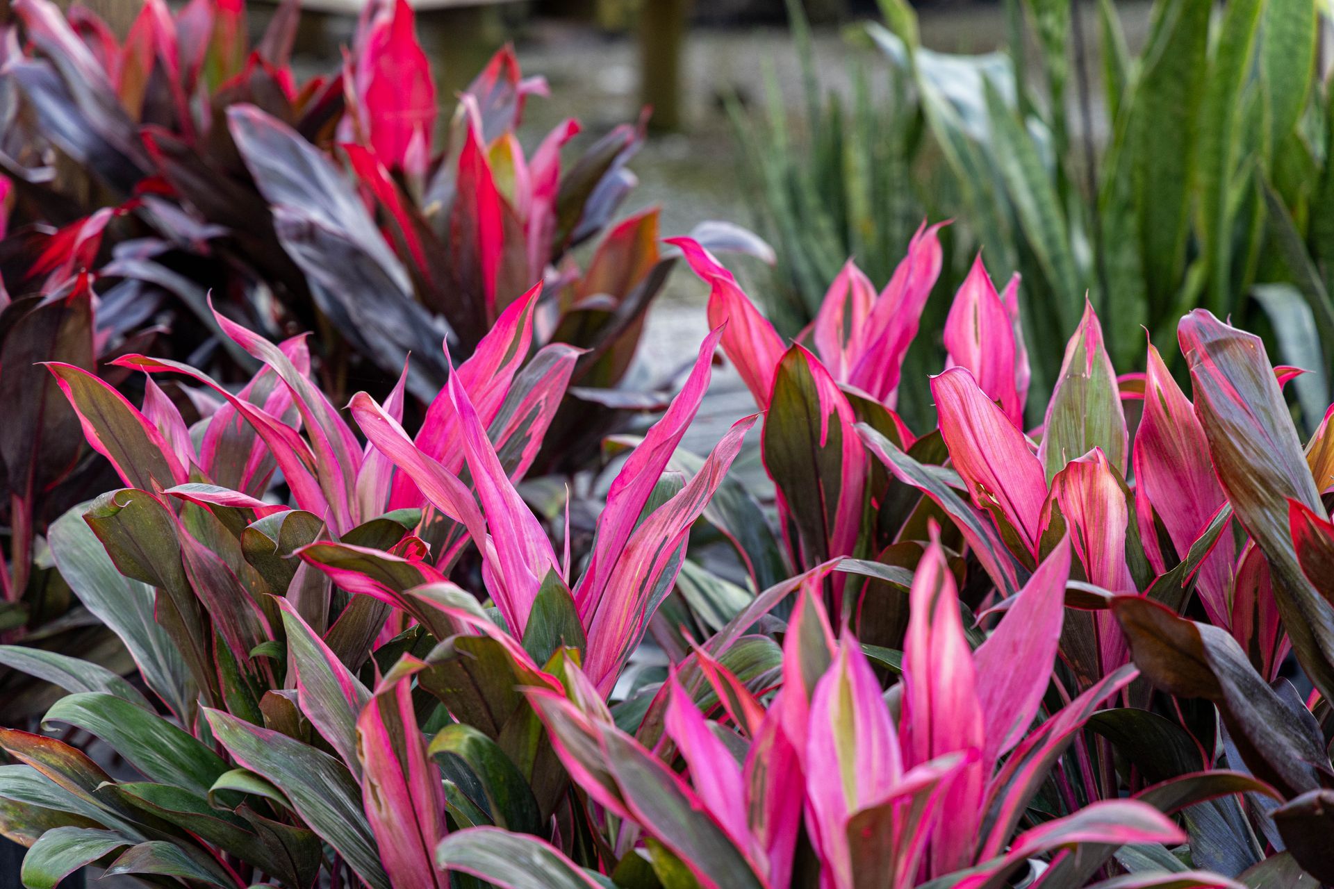A collection of Cordyline plants featuring vibrant pink and deep purple leaves growing in a garden setting.
