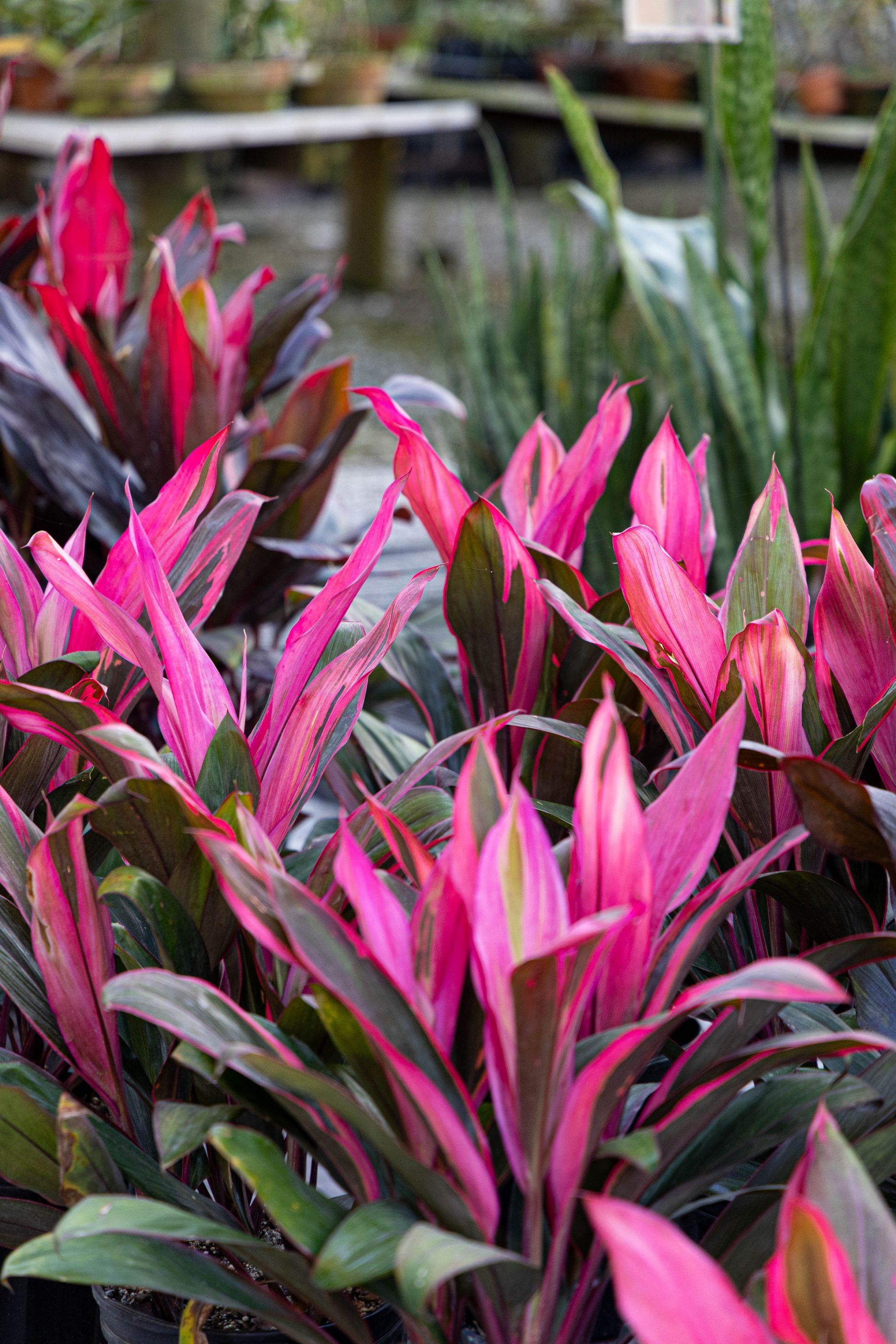 A group of potted Cordyline plants with vibrant pink, magenta, and dark green leaves in a greenhouse setting.