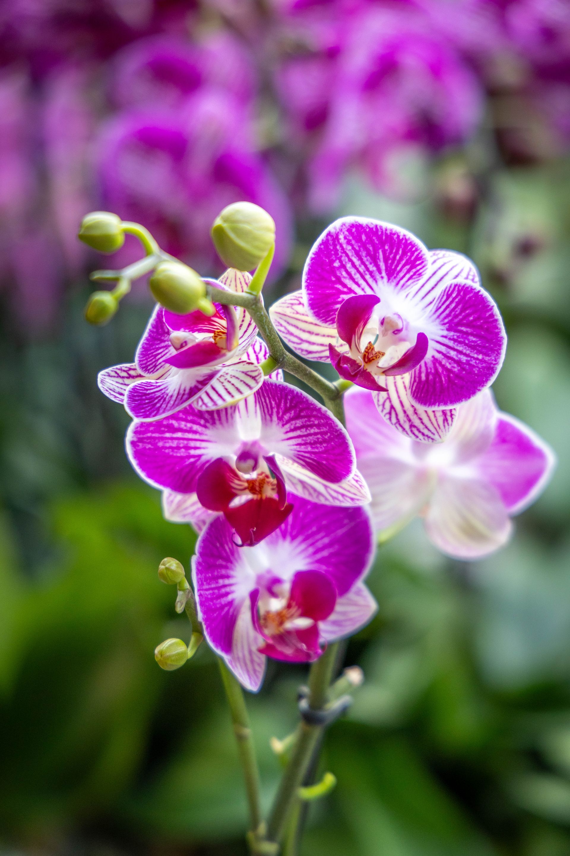 A vertical close-up of a vibrant purple and white orchid spray with unopened buds against a soft-focus green background.