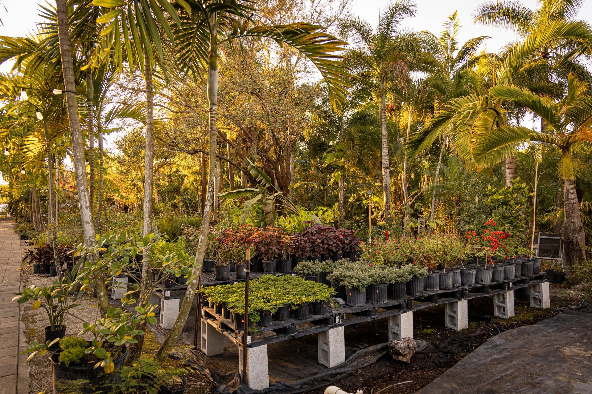 A plant nursery filled with potted plants arranged on elevated wooden shelves under tall palm trees during golden hour.