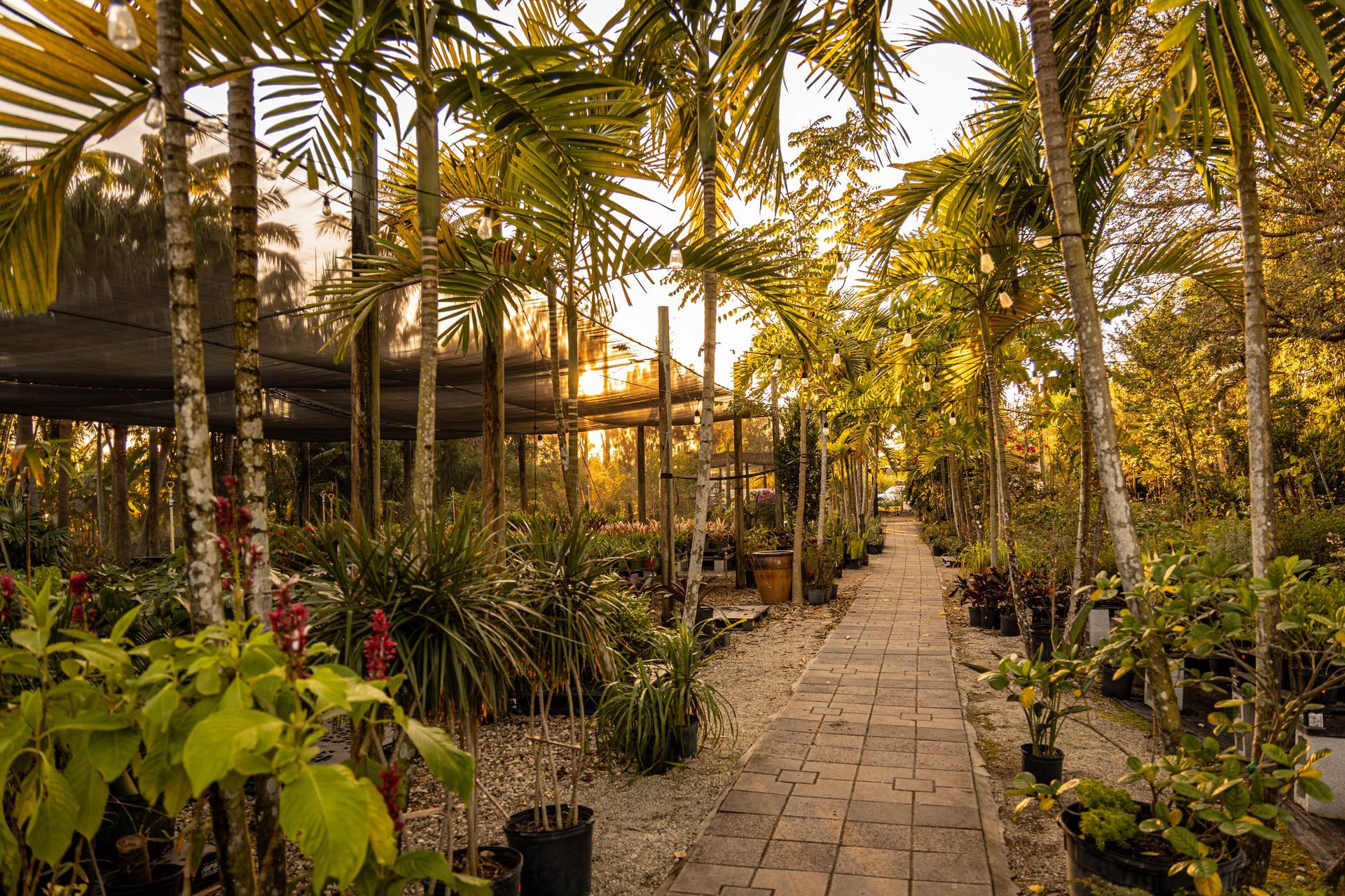 A stone path leads through a nursery filled with potted plants and palm trees under a warm, golden-hour sun.