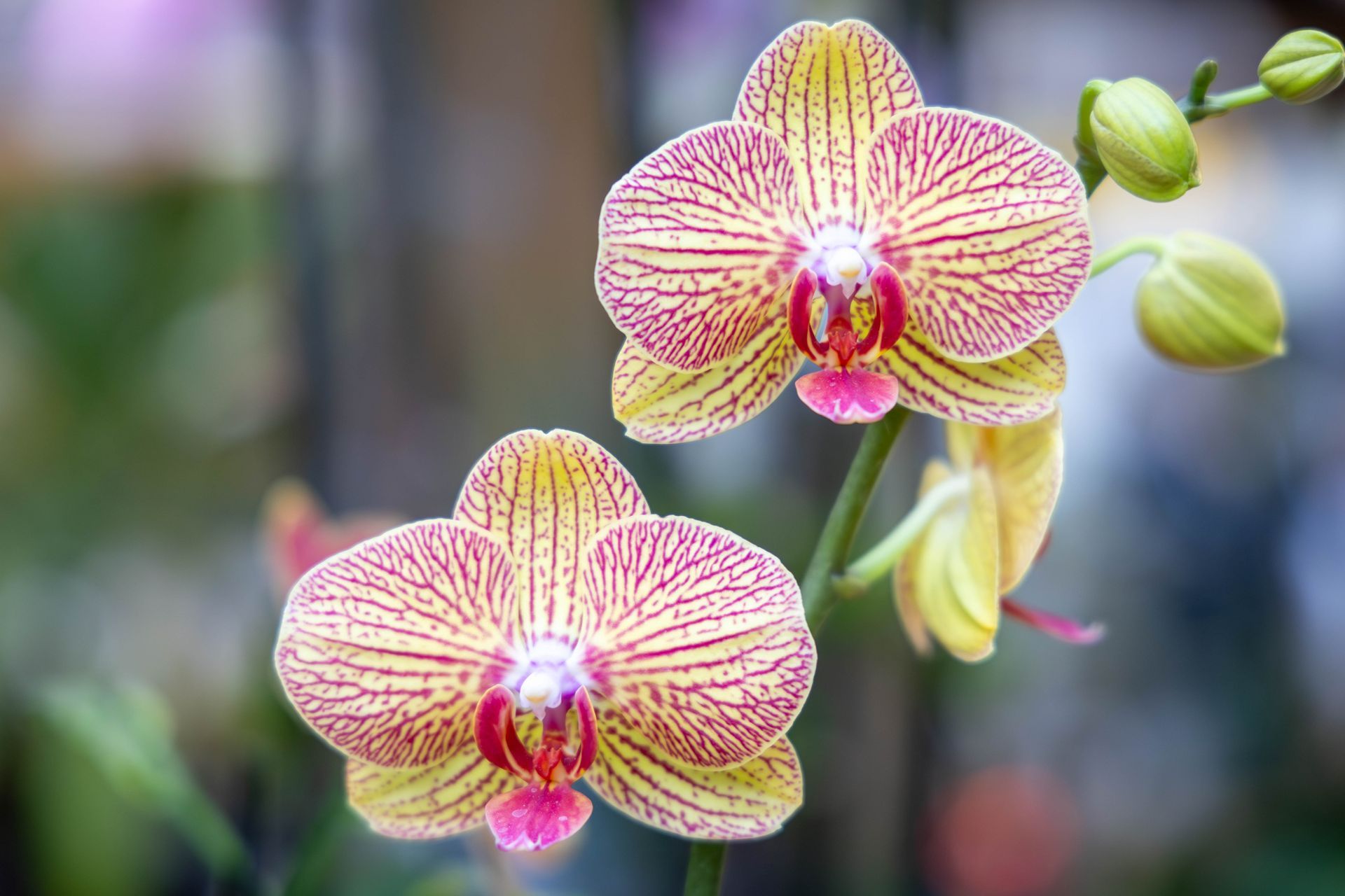 Two yellow moth orchids with magenta veining and centers bloom on a thin green stem with several closed buds.