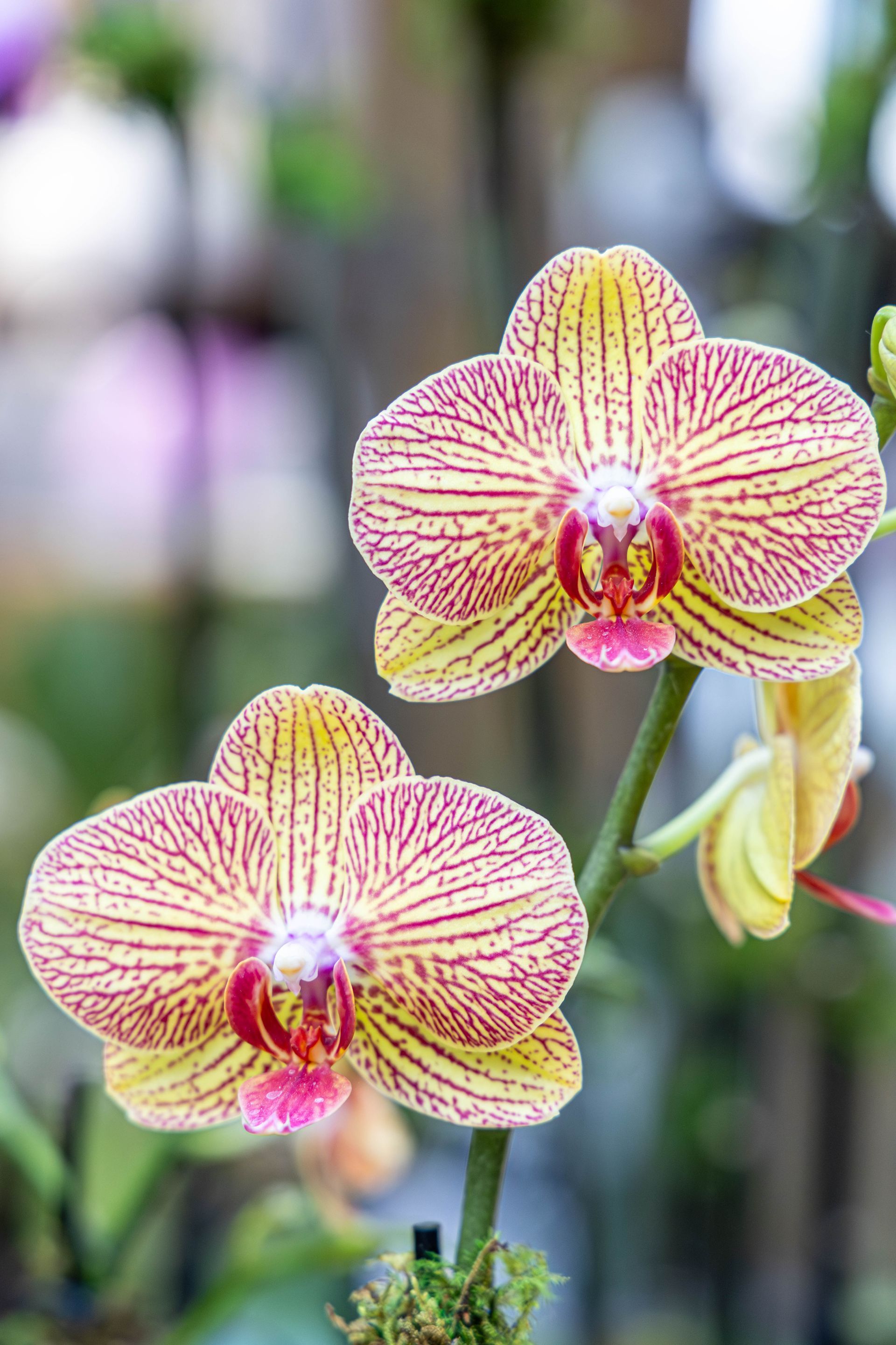 Two moth orchids with yellow petals featuring intricate, dark pink, vein-like stripes, blooming on a green stem.