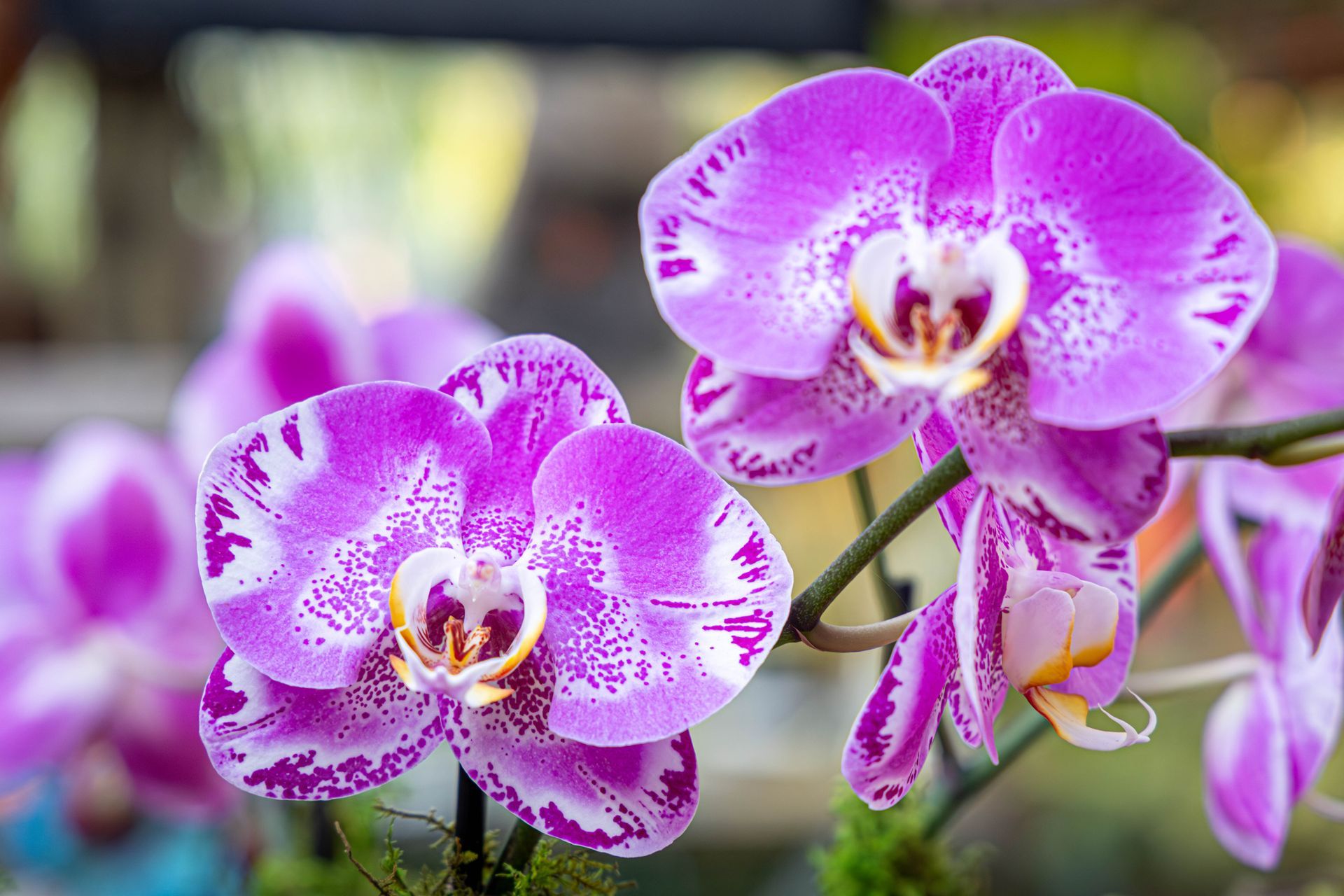 Vibrant purple and white speckled moth orchids blooming on thin, green stems in a softly blurred garden setting.