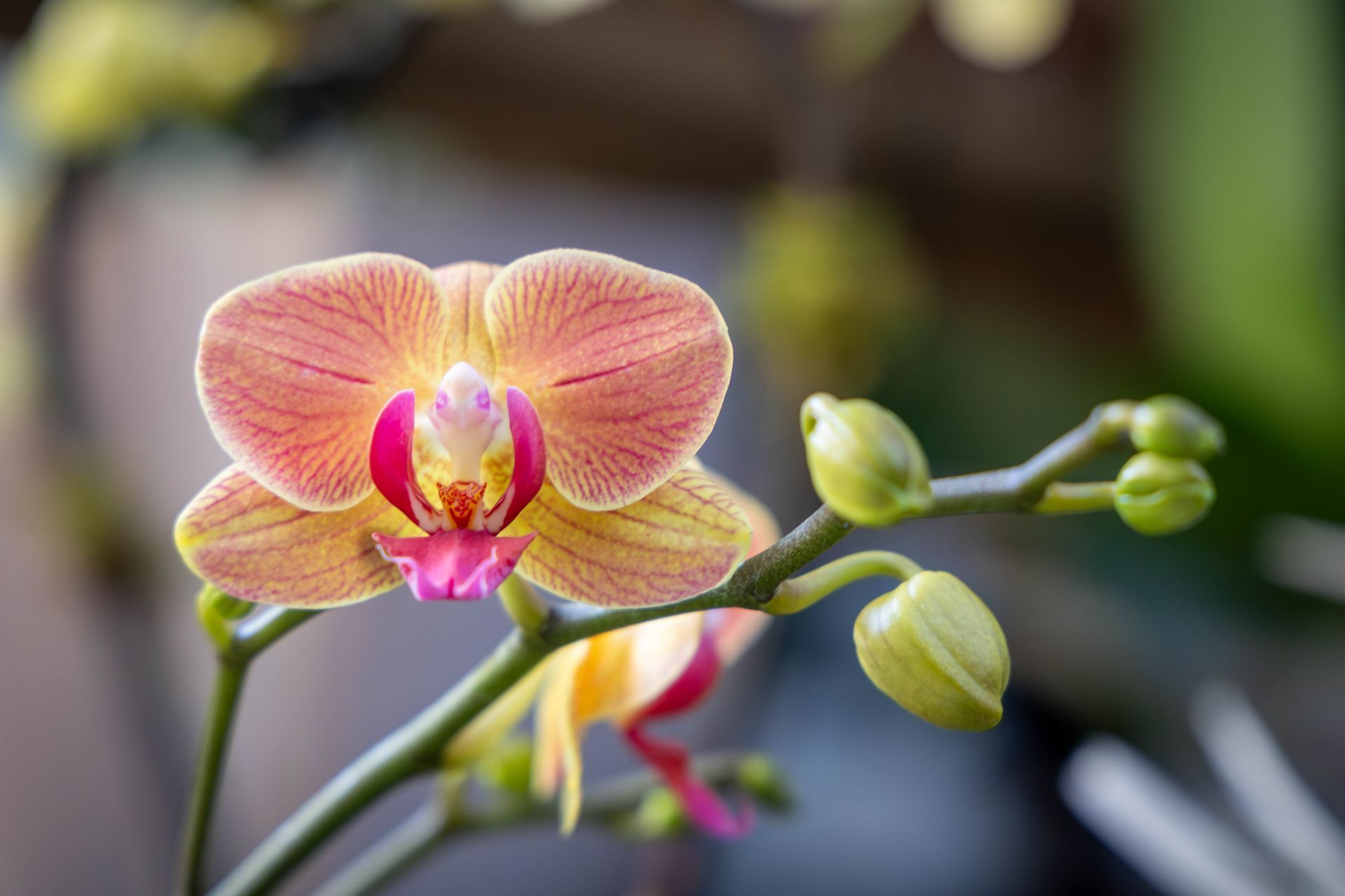 A moth orchid with delicate yellow and pink veined petals and a magenta center, blooming beside several green buds.