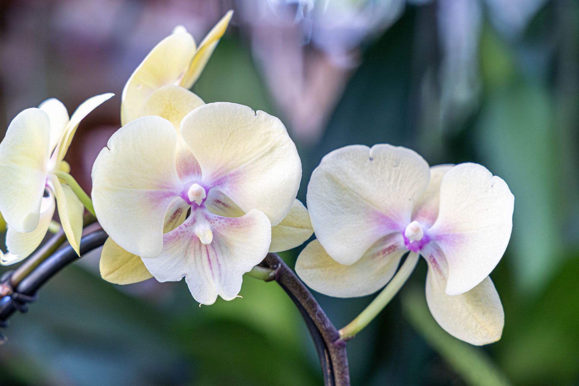 Close-up of pale yellow Phalaenopsis orchids with soft purple centers on a dark, curved stem against a blurred background.