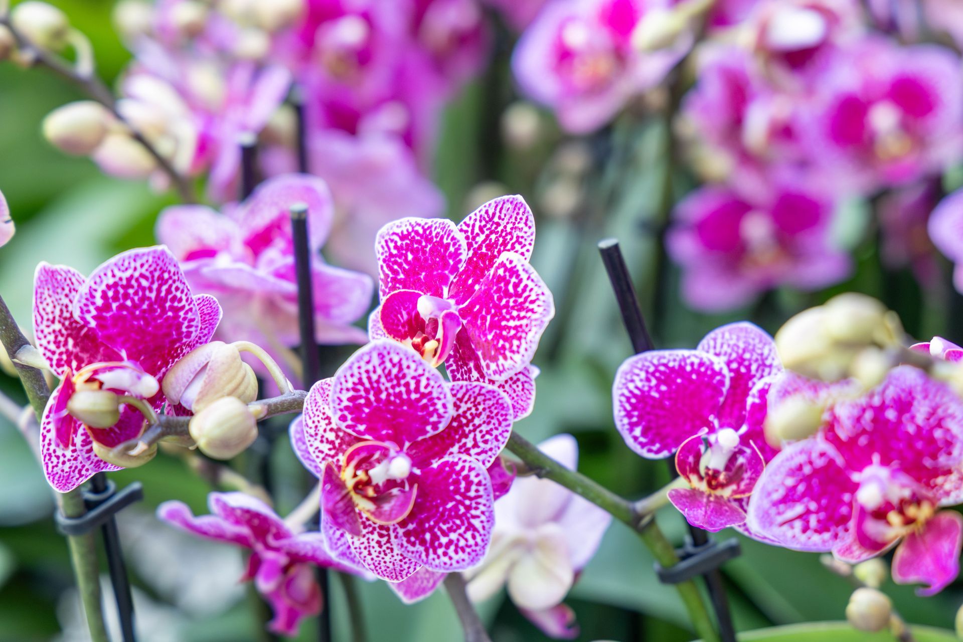 A cluster of vibrant magenta orchids with white speckles, supported by thin black stakes among green foliage.