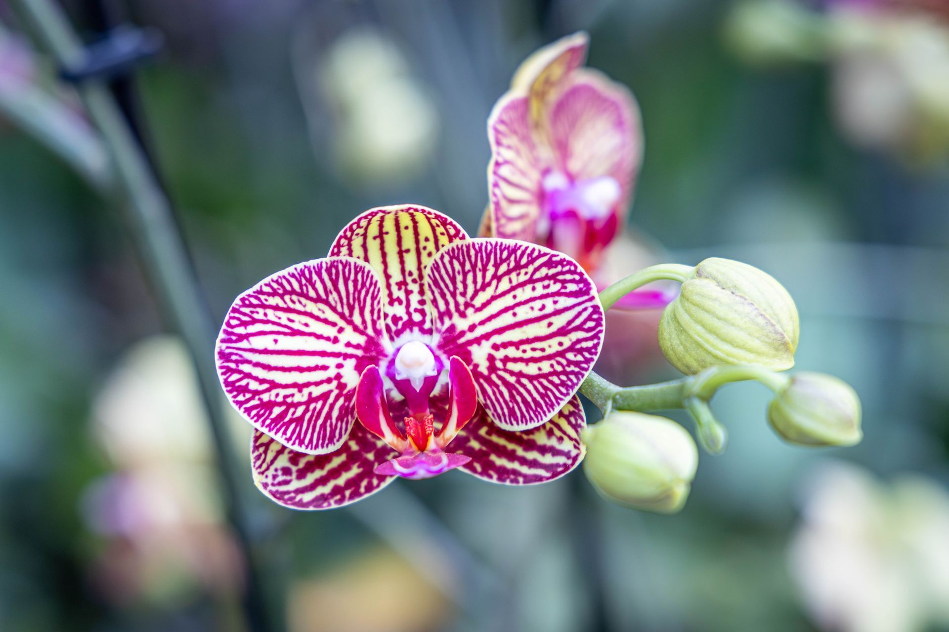 A vibrant orchid flower with deep magenta stripes on a light yellow background, shown with buds on a soft-focus background.