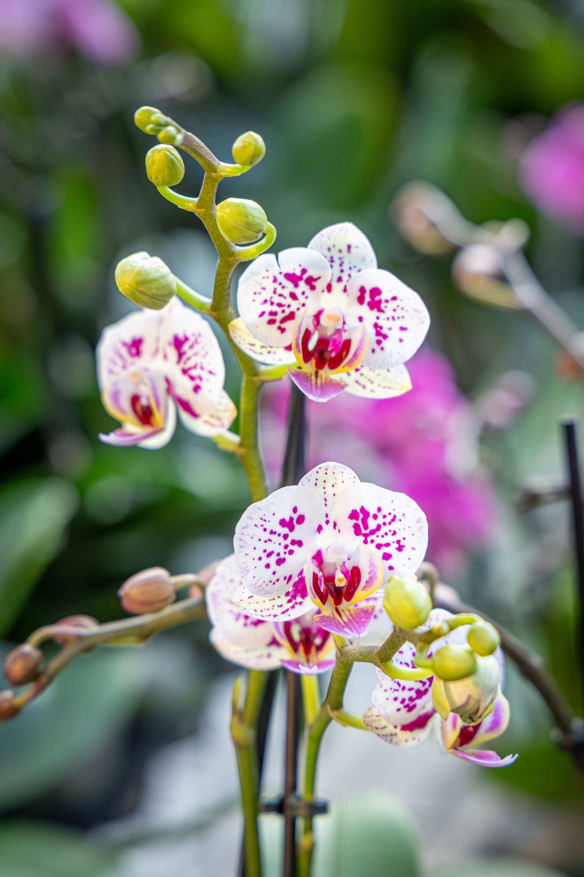 A vertical stem of white orchids with purple speckles, surrounded by blooming flowers and green buds 