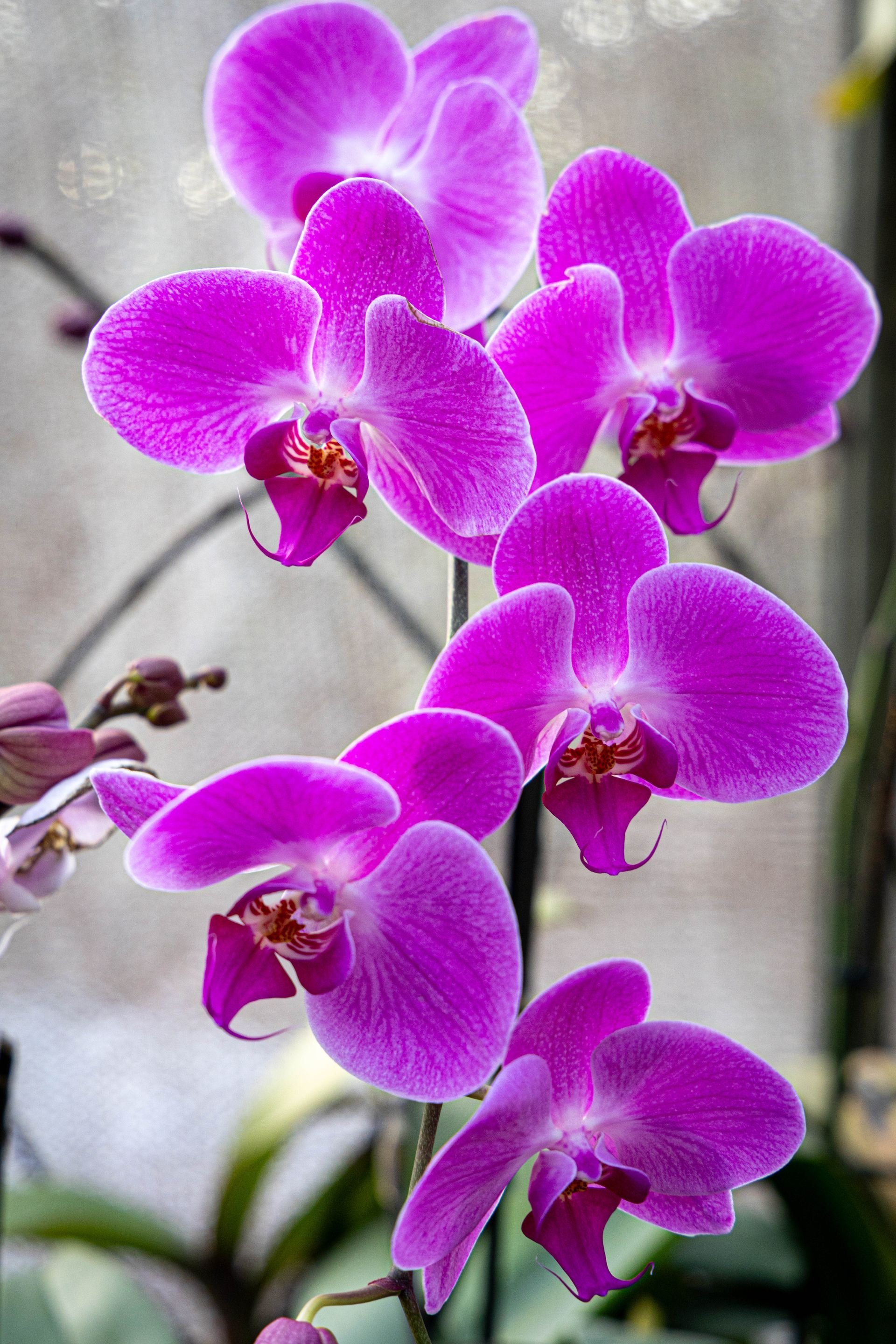 A vertical stem of vibrant magenta Phalaenopsis orchids blooming against a soft-focus background.