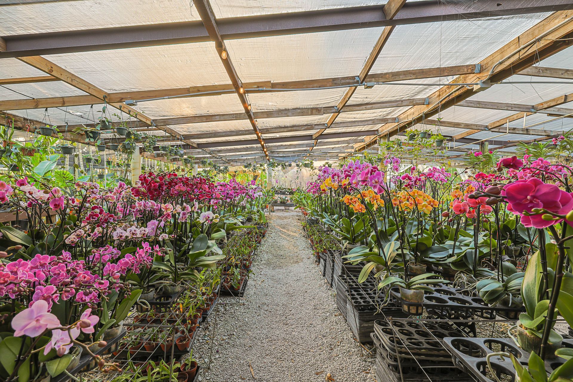 A greenhouse filled with rows of blooming purple, pink, and orange orchids in pots, separated by a gravel walkway.