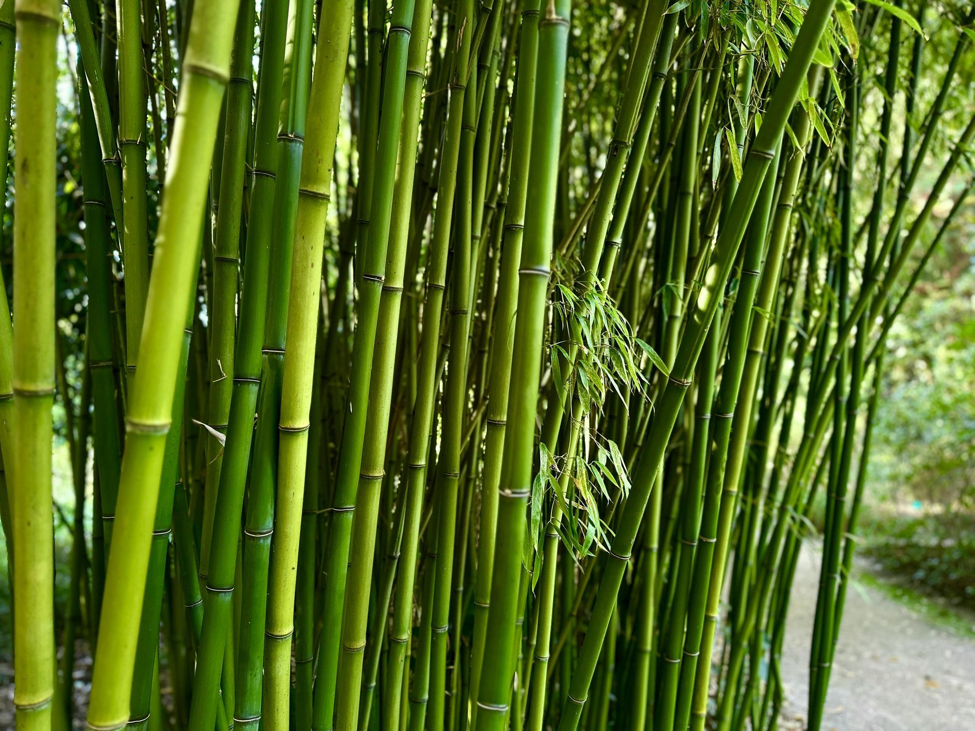 A dense, sunlit grove of tall, vibrant green bamboo stalks growing along a garden path.