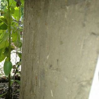 Close-up of a weathered, gray concrete pillar next to a plant with green leaves and a wire fence.
